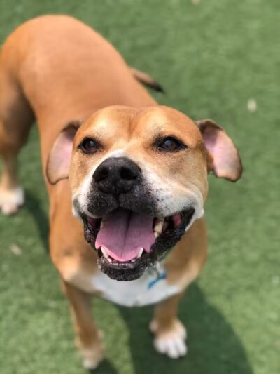 Pet Suite Retreat - Inkster,