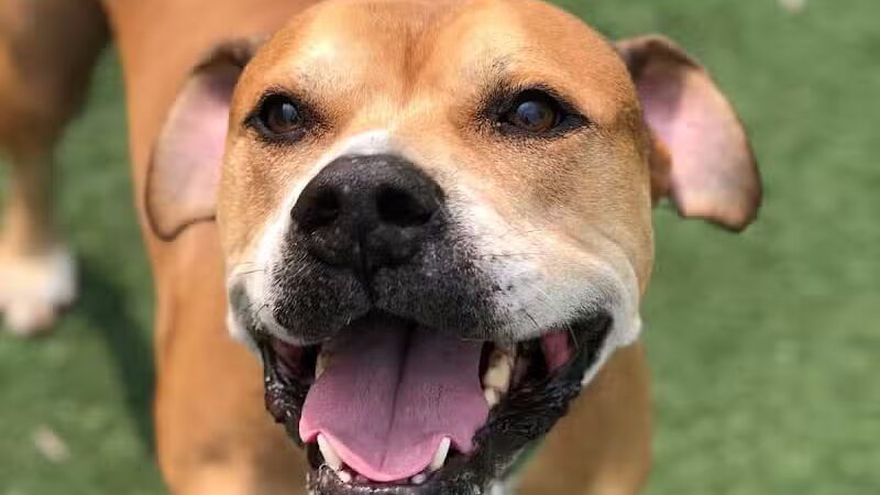 Pet Suite Retreat - Inkster,