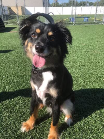 Pet Suite Retreat - Inkster,