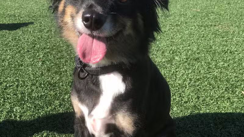 Pet Suite Retreat - Inkster,