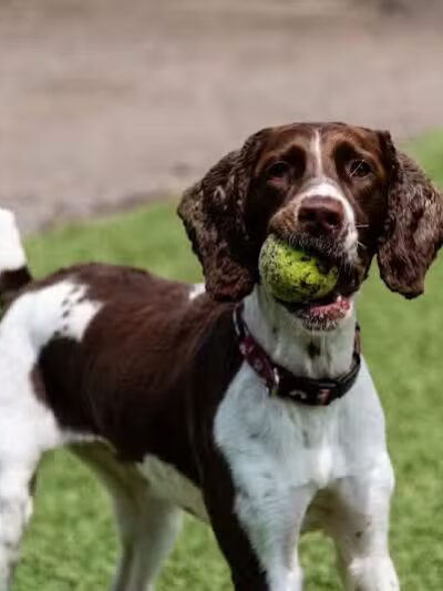 Pet Suite Retreat - Inkster,