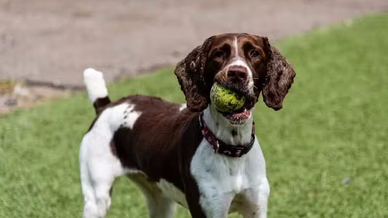 Pet Suite Retreat - Inkster,