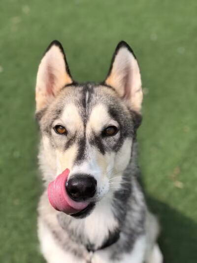 Pet Suite Retreat - Inkster,