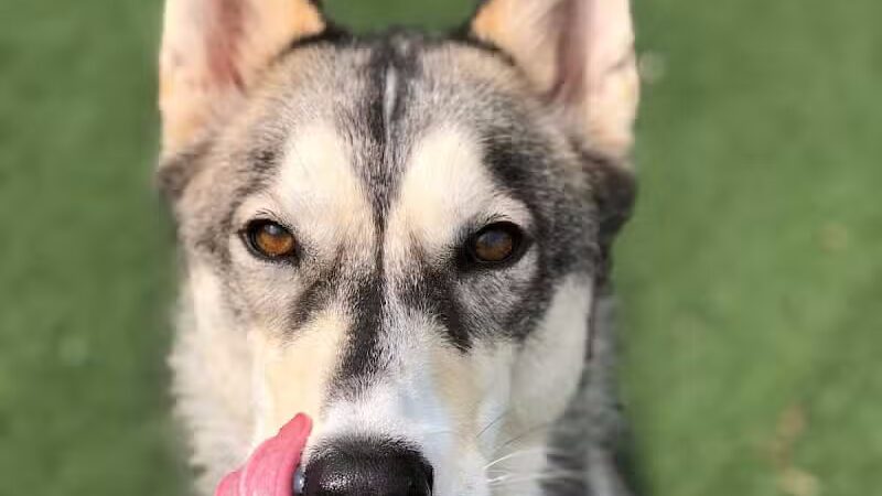 Pet Suite Retreat - Inkster,