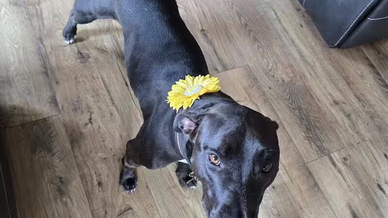 Pet Suite Retreat - Inkster,