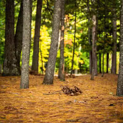 Interlochen State Park - Interlochen,