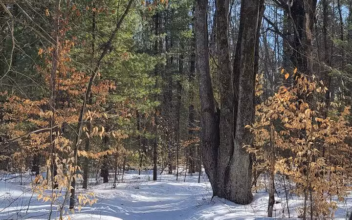 Lost Lake Trailhead - Interlochen,