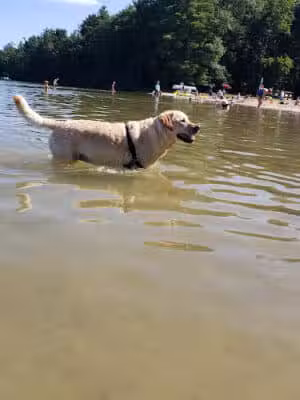 Interlochen State Park - Interlochen,