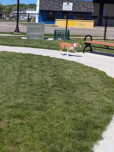 Ionia County dog park - Ionia,