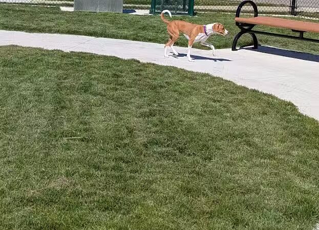 Ionia County dog park - Ionia,