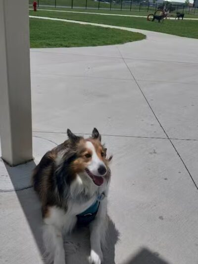 Ionia County dog park - Ionia,