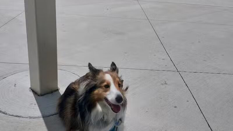 Ionia County dog park - Ionia,