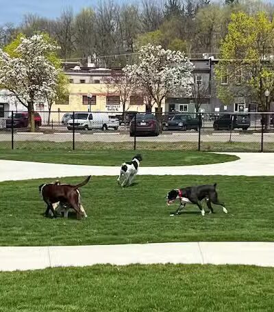 Ionia County dog park - Ionia,