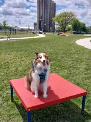 Ionia County dog park - Ionia,