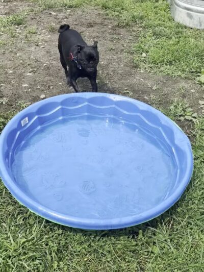 Thornberry Dog Park - Iowa City, IA