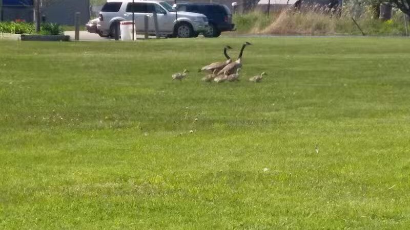 Waterworks Park - Ira Township,