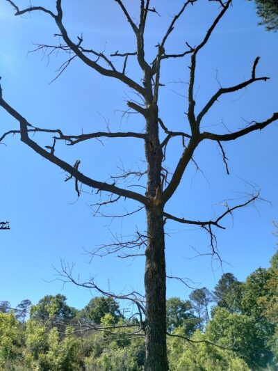 Ballentine Park - Irmo, SC