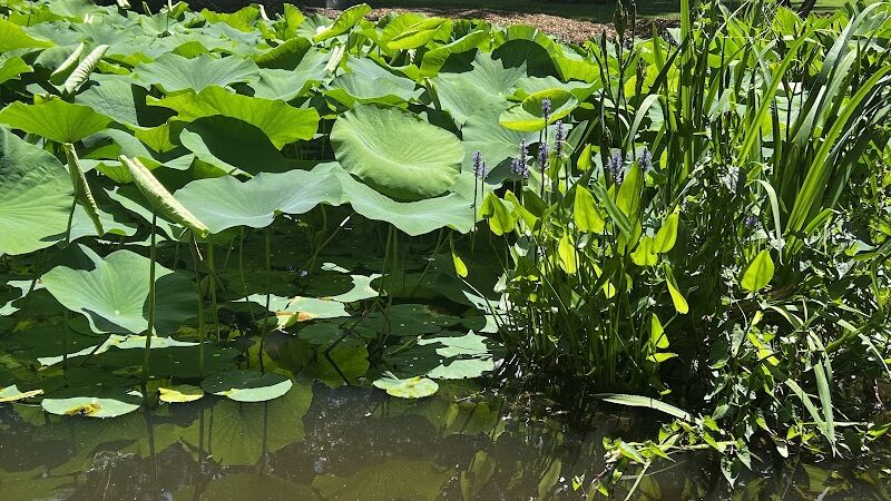 Irmo Town Park - Irmo, SC
