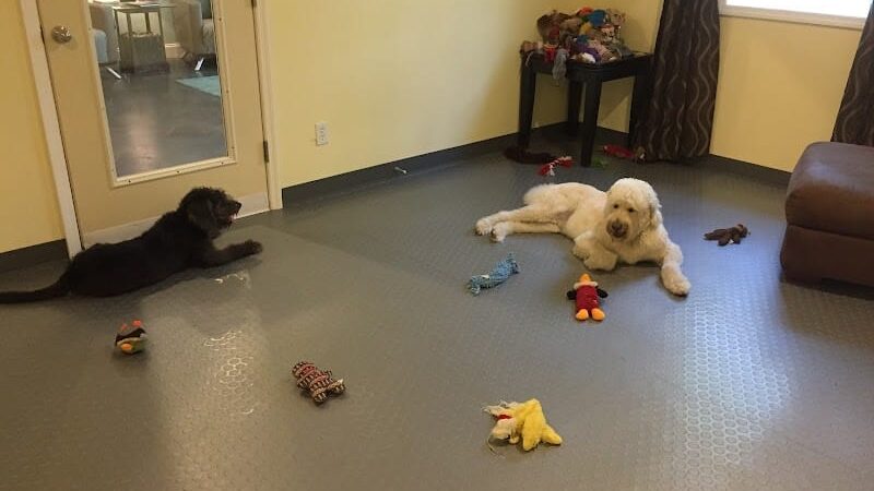 The Woods Canine Resort and Spa - Irmo, SC