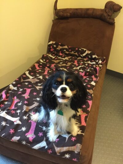 The Woods Canine Resort and Spa - Irmo, SC