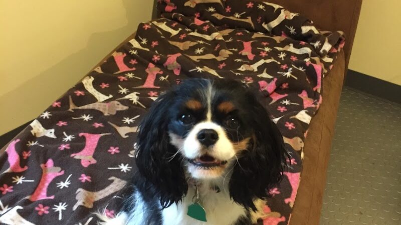 The Woods Canine Resort and Spa - Irmo, SC