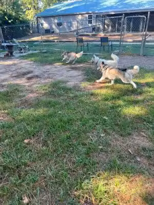 The Woods Canine Resort and Spa - Irmo, SC
