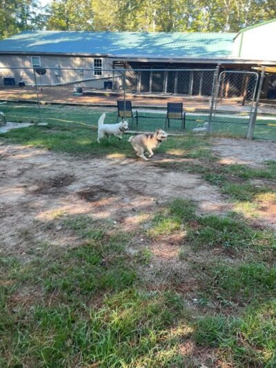 The Woods Canine Resort and Spa - Irmo, SC