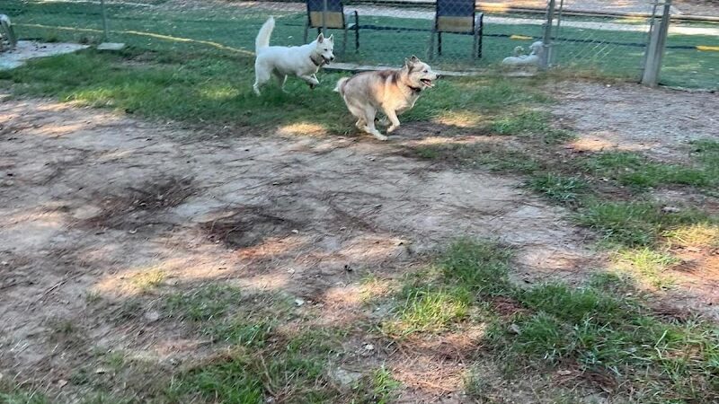 The Woods Canine Resort and Spa - Irmo, SC