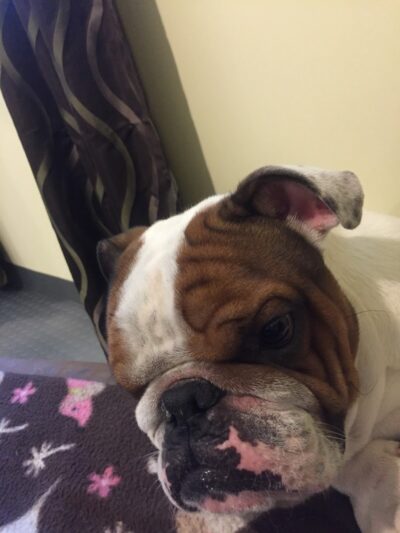 The Woods Canine Resort and Spa - Irmo, SC