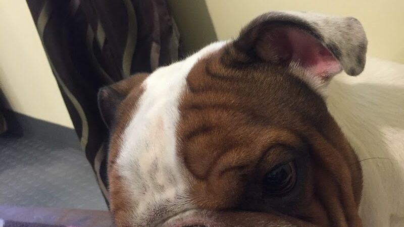 The Woods Canine Resort and Spa - Irmo, SC