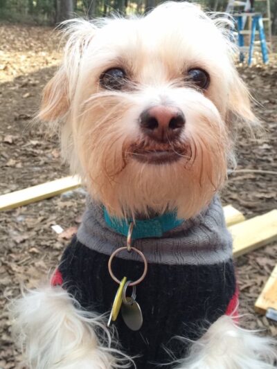 The Woods Canine Resort and Spa - Irmo, SC