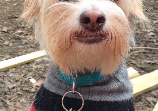 The Woods Canine Resort and Spa - Irmo, SC