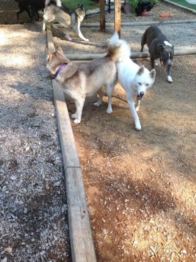 The Woods Canine Resort and Spa - Irmo, SC