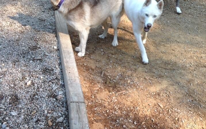 The Woods Canine Resort and Spa - Irmo, SC