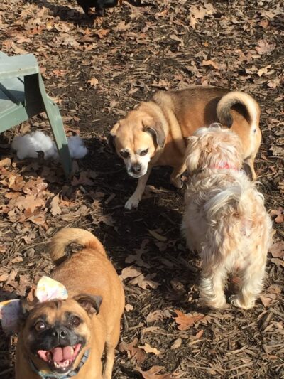 The Woods Canine Resort and Spa - Irmo, SC