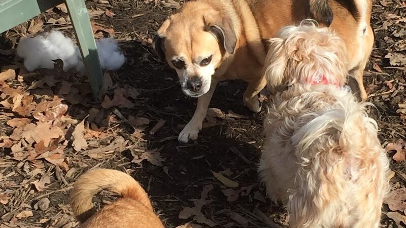 The Woods Canine Resort and Spa - Irmo, SC