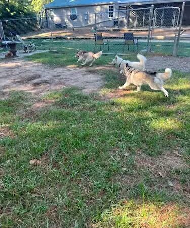 The Woods Canine Resort and Spa - Irmo, SC