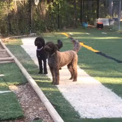 The Woods Canine Resort and Spa - Irmo, SC