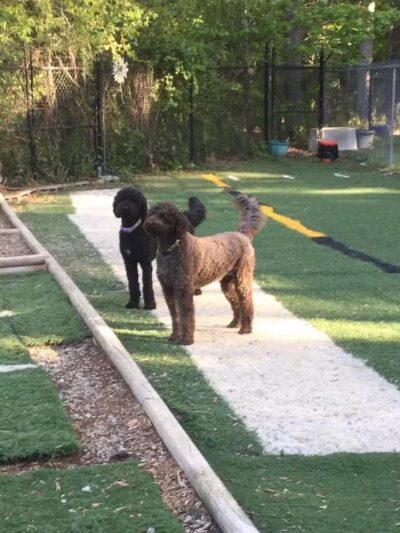 The Woods Canine Resort and Spa - Irmo, SC