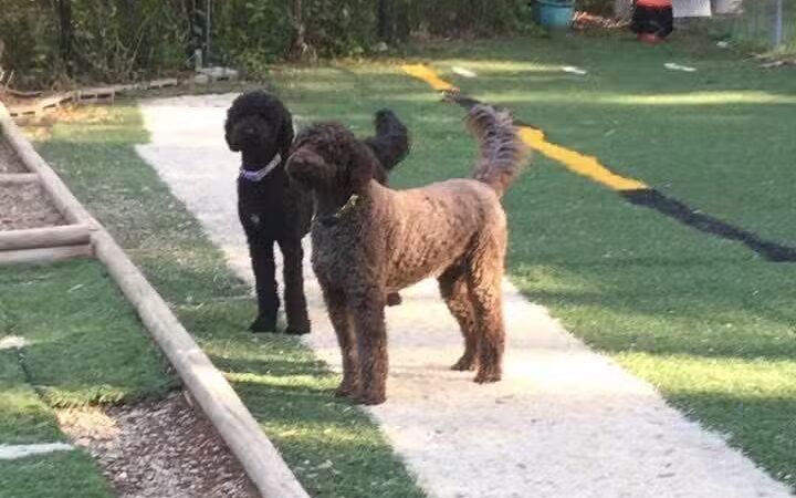 The Woods Canine Resort and Spa - Irmo, SC