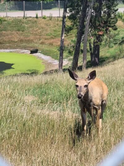 Iron Mountain City Park - Iron Mountain, MI