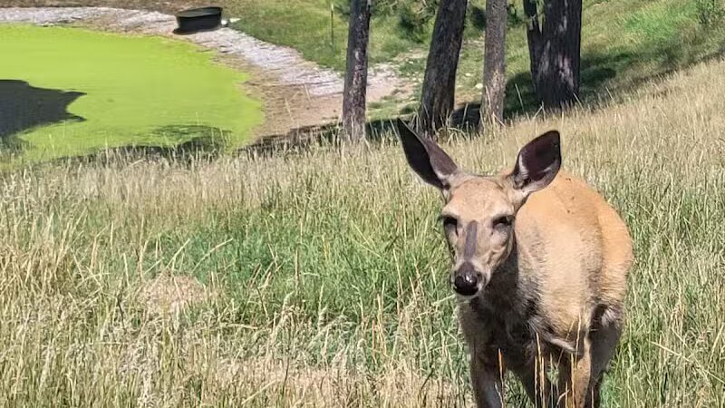 Iron Mountain City Park - Iron Mountain, MI