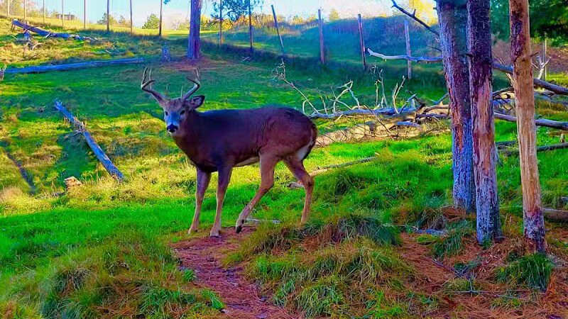 Iron Mountain City Park - Iron Mountain, MI