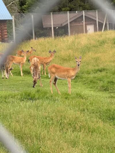 Iron Mountain City Park - Iron Mountain, MI