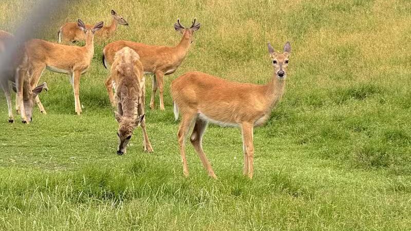Iron Mountain City Park - Iron Mountain, MI