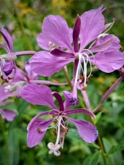 Larson Roadside Park - Iron River,