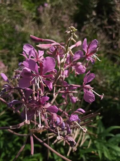 Larson Roadside Park - Iron River,