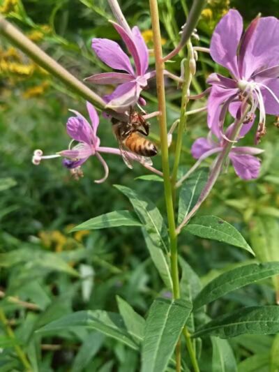 Larson Roadside Park - Iron River,