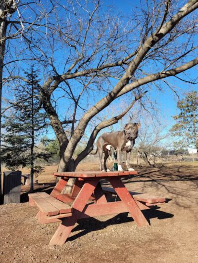 Iron King Dog Park - Ironwood, MI