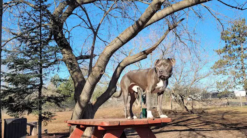 Iron King Dog Park - Ironwood, MI